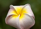 2015-06-03 15-13-23 0023 Belfast, Botanic gardens