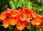 2015-06-03 15-15-16 0028 Belfast, Botanic gardens
