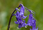 2015-06-05 12-21-33 0012 Glenariff Waterfalls & Forest Park