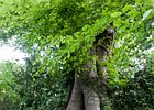 2015-06-08 19-12-02 0164 Roe Valley Country Park