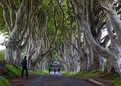 Dark Hedges, Bushmills distillery