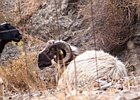2013-10-05 10-10-34 0011 Kourtaliotiko canyon