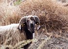 2013-10-05 10-12-07 0011 Kourtaliotiko canyon