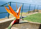 2016-06-16 13-59-20 041 Ponta do Pargo, Madeira