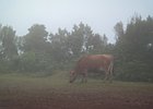 2016-06-17 12-43-26 007 Rabacal, Madeira