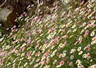 2016-06-19 16-30-32 094 Ribeiro Frio, Madeira