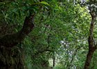2016-06-19 16-39-30 100 Ribeiro Frio, Madeira