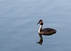 2010-07-17 21-07-40 0063 Fuut