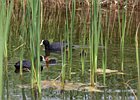 2011-05-13 13-16-42 0064 Meerkoet