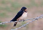 2011-07-18 0017 Jonge zwaluw