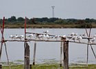 2011-07-26 11-28-07 0091 Meeuwen