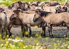 2017-08-06 13-46-03 0050 Oostvaardersplassen