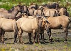 2017-08-06 13-47-29 0054 Oostvaardersplassen