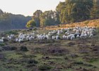 2019-08-25 08-27-34 0007 Posbank Veluwezoom