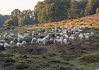 2019-08-25 08-28-02 0008 Posbank Veluwezoom