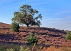 2019-08-25 09-47-17 0067 Posbank Veluwezoom