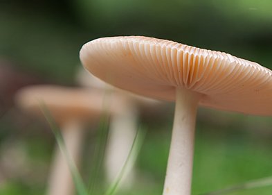 Paddestoelen Foto's van wilde paddestoelen